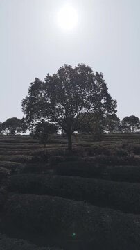 Tea garden and trees in spring