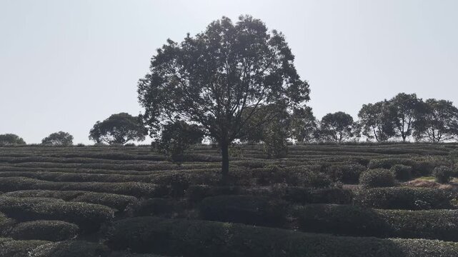 Tea garden and trees in spring