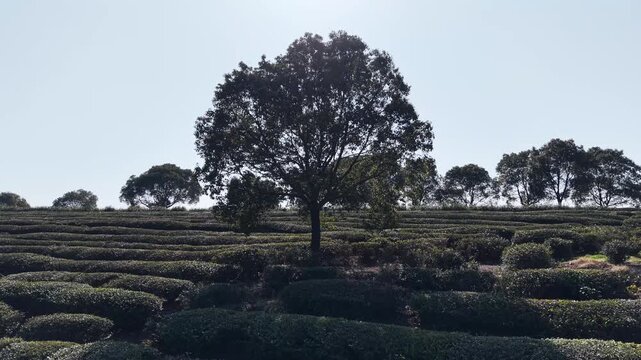Tea garden and trees in spring
