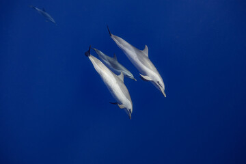 Fototapeta premium Two adult and one juvenile Pantropical Spotted Dolphins swim through clear blue waters