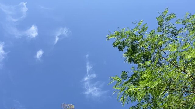 Bright blue sky fills the frame above green tree tops. Leaves sway gently in soft, natural breeze. Sunlight illuminates every leaf with crisp clarity. clear. low angle. copy space, empty, free