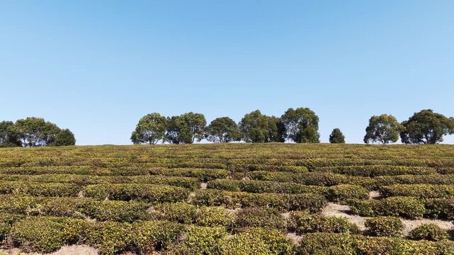 Tea garden and trees in spring