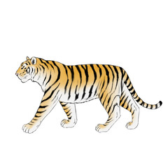 Obraz premium Walking Bengal tiger illustration isolated on black