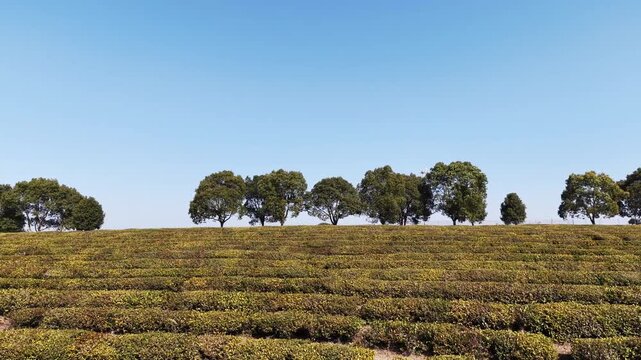 Tea garden and trees in spring