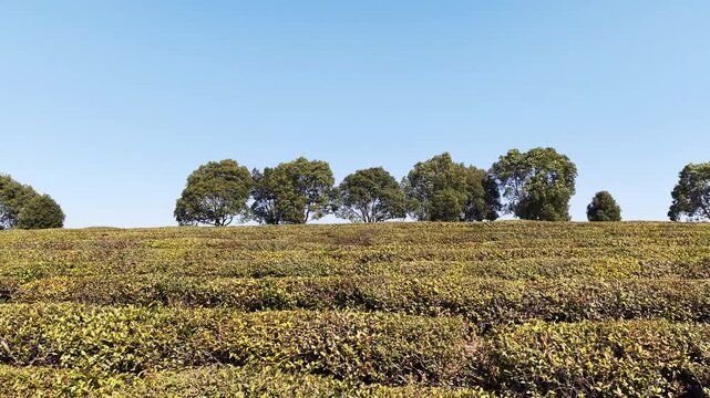 Tea garden and trees in spring