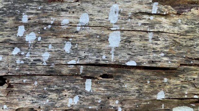 Weathered wood shows age and texture. White patches dot the surface, hinting at mildew or lichen. Natural cracks and grain suggest long exposure to elements. Perfect for rustic, vintage. side view,