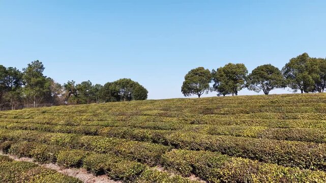 Tea garden and trees in spring
