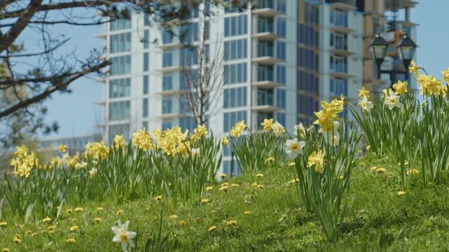 Close-up of freshly bloomed daffodils swaying in gentle spring breeze in Halifax, Nova Scotia, Canada. Sunny day in the park, beautiful yellow flowers celebrating the arrival of spring 4K.