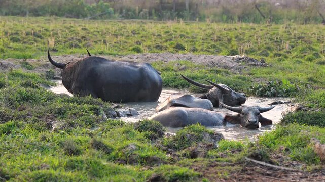 Herd of Asian water buffalos (Bubalus bubalis) bathing in muddy water at field in rural Thailand, domestic animals covering body in mud to protect skin from pesky midges and blood-sucking insects.