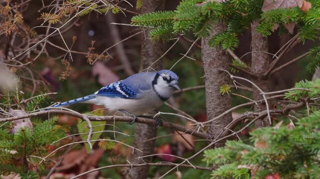 Beautiful close-up of a Blue Jay in autumn setting, Nova Scotia, Canada. The bird perches on a branch, actively searching for food and eating grains with bright blue plumage shining.