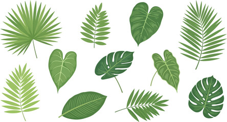 Fototapeta premium Tropical Green Leaves on White Background