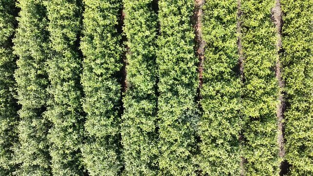 Tea garden in spring
