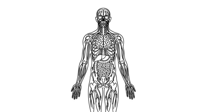 Human Body Anatomy Internal Organs.
