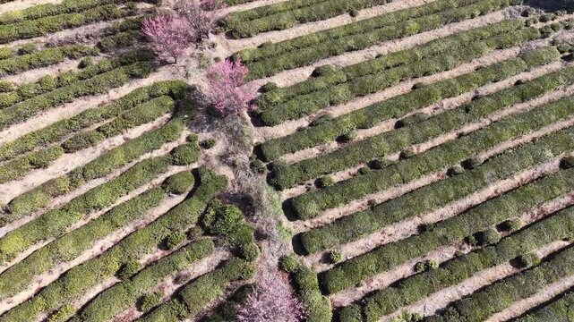 Tea garden in spring