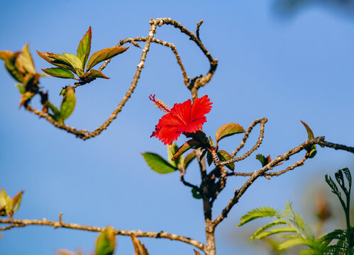 A striking red hibiscus flower adorned on a bare branch stands out vividly against the backdrop of a clear blue sky, symbolizing beauty and resilience in nature.