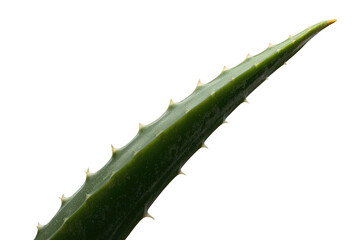 Fototapeta premium Aloe vera leaf showing spiky edges and pointed tip, an isolated succulent for natural health and skincare concepts