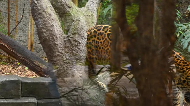 Close-up of a jaguar with its mouth open, showing its teeth, walking inside a zoo