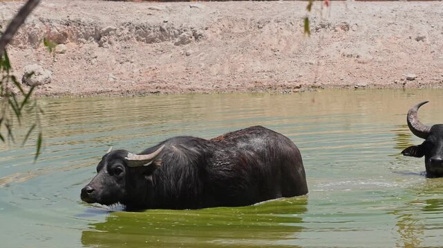 Close-up of a water buffalo walking inside a lake