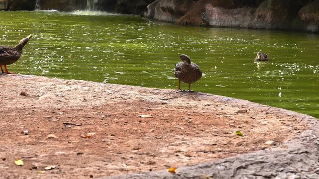 Close-up of ducks in a lake with natural reflections and sediments