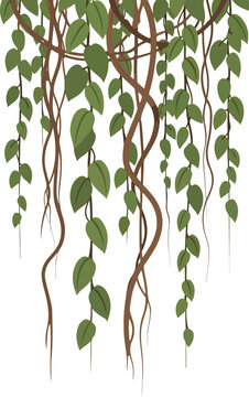 Vines with lush green leaves hanging down in a natural jungle setting, perfect for nature-themed designs