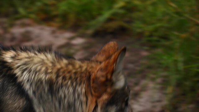 Detailed portrait of a Mexican wolf with dense fur and erect ears