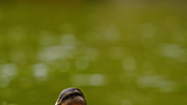 Female mallard duck flapping wings in the water, copy space and green bokeh background