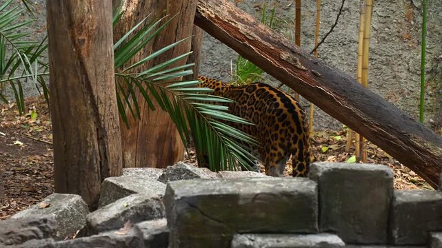 Majestic spotted jaguar walking among trees, rocks and logs inside a protected environment