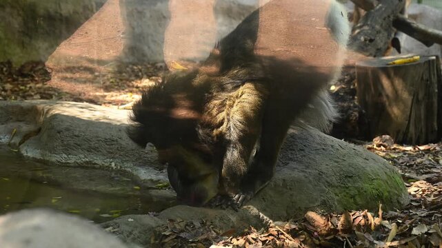 Mandrill monkey drinking water from a pond in a captive environment