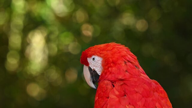Profile portrait of a red macaw with green bokeh background