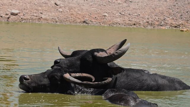 Water buffaloes bathing in a natural lake to regulate body temperature