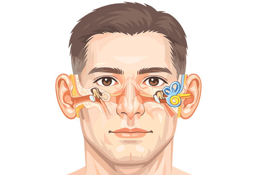 Detailed Human Ear Anatomy Diagram Showing Structure of Outer Middle and Inner Ear with Cochlea Ossicles and Ear Canal on a Male Face Vector Illustration for Medical Education and Healthcare.