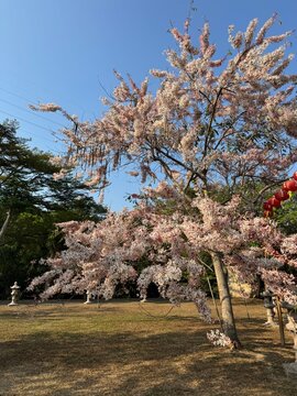 Tropical Cassia Bakeriana Tree in Full Bloom with Pink Blossoms and Pods Under Blue Sky