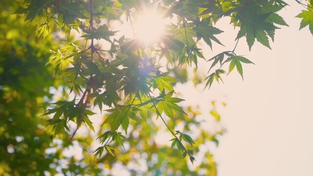 Warm Sunlight Filtering Through Maple Leaves in an Atmospheric Early Summer Scene