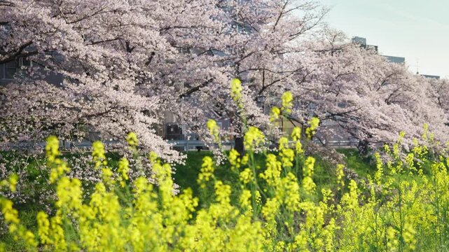 春を感じる桜と黄色い花の奥に歩く人と車