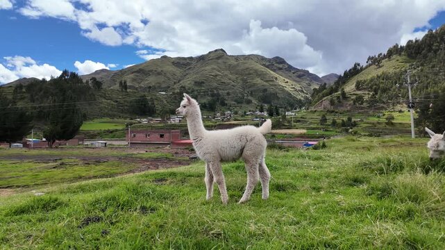 Baby alpaca grazing on grass in rural Peru landscape