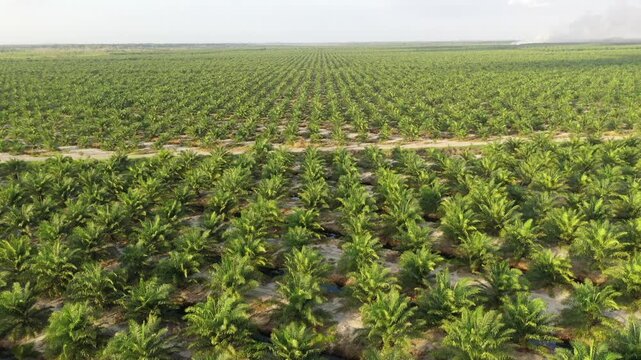 Aerial view of oil palm plantation in Kuala Penyu, Sabah, Malaysia