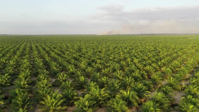 Aerial view of oil palm plantation in Kuala Penyu, Sabah, Malaysia