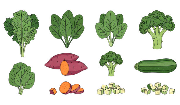 Vector Set of Fresh Vegetables Including Kale, Spinach, Broccoli, and Sweet Potatoes for Healthy Eating and Organic Food Designs