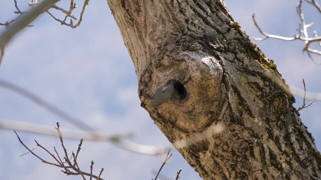 Eurasian nuthatch entering tree cavity nest, motion blur as bird flies into hollow trunk. Close-up of wildlife nesting behavior in natural forest habitat