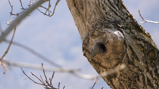 Eurasian nuthatch entering tree cavity nest, motion blur as bird flies into hollow trunk. Close-up of wildlife nesting behavior in natural forest habitat