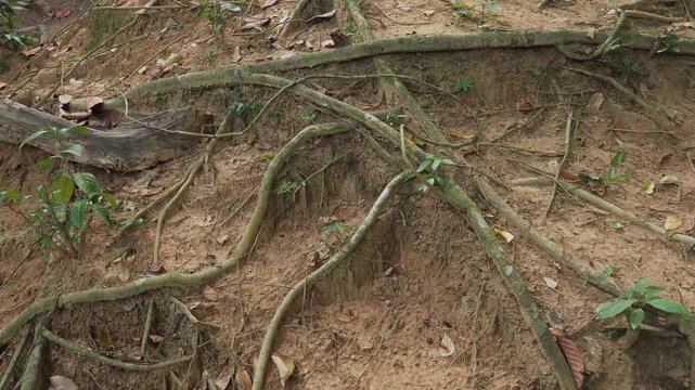 Jungle tree roots on forest floor. Thailand. 