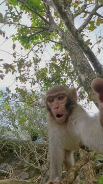Vertical video. Monkey Jumping Toward Fruit Above Hooded Person in Pink Outfit Seen in Wide Angle Action Shot during Wildlife Interaction Concept