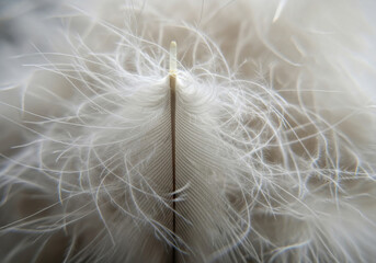 Fototapeta premium Extreme detail of a soft white down feather showing the intricate structure of the central rachis and delicate barbs in a high resolution macro photography studio shot.