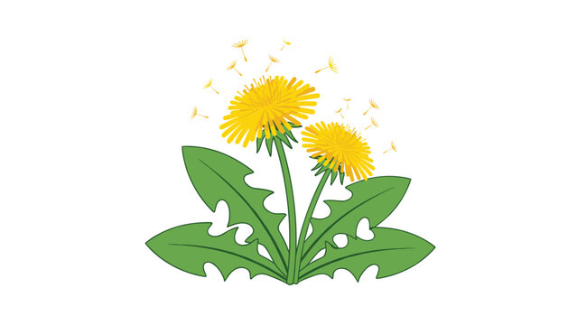 Two bright yellow dandelion flowers with green leaves and floating seeds in a natural scene representing spring and summer growth.