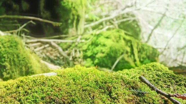 山道で偶然目にした美しい景色