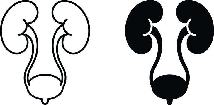 Human kidneys and bladder filled icon design for anatomy and medical isolated on transparent background