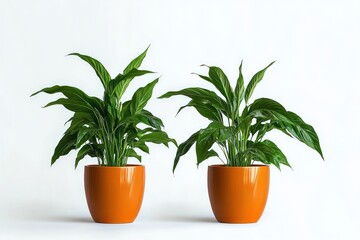 Fototapeta premium two healthy broadleaf potted houseplants in glossy orange ceramic pots on a clean white background evoking calm minimalist freshness