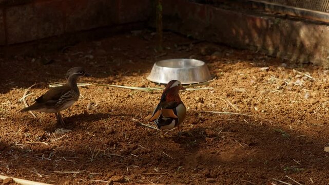 A male Mandarin duck with vibrant plumage stands beside a more subdued female in a sunny outdoor area.