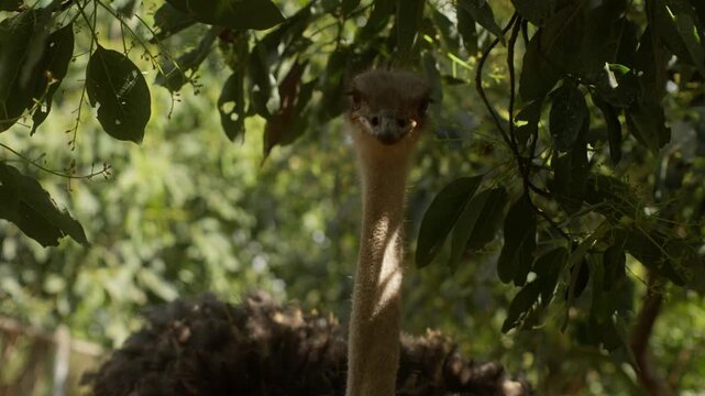 Close-up slow motion footage of a Common Ostrich (Struthio camelus) under leafy tree branches.