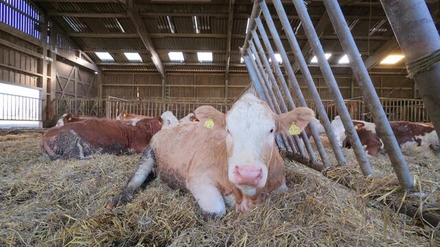 Close up of a cow chewing cud while lying on straw inside a wooden barn with soft daylight and other cows resting in background